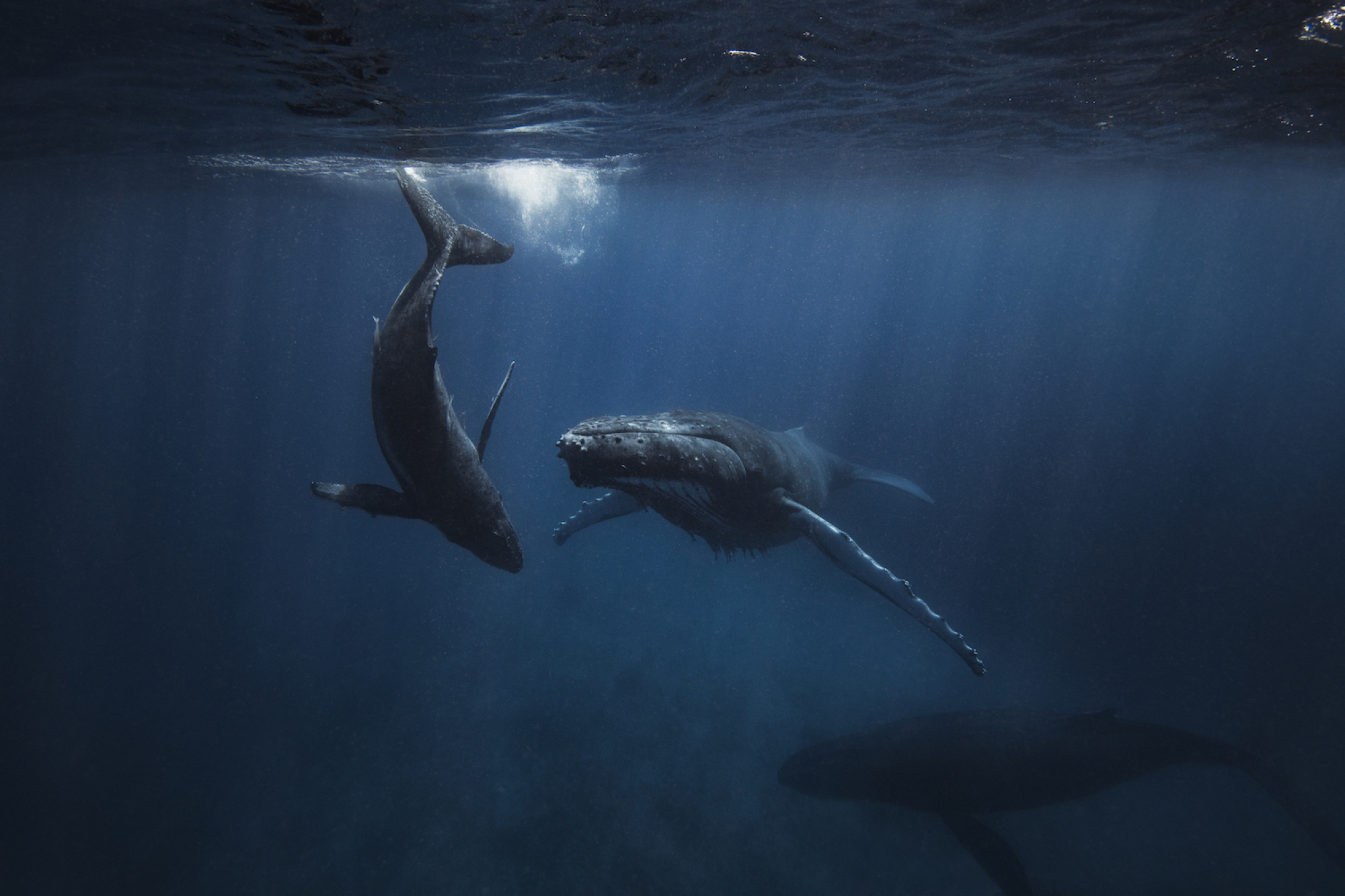 A humpback whale and her calf swimming underwater.