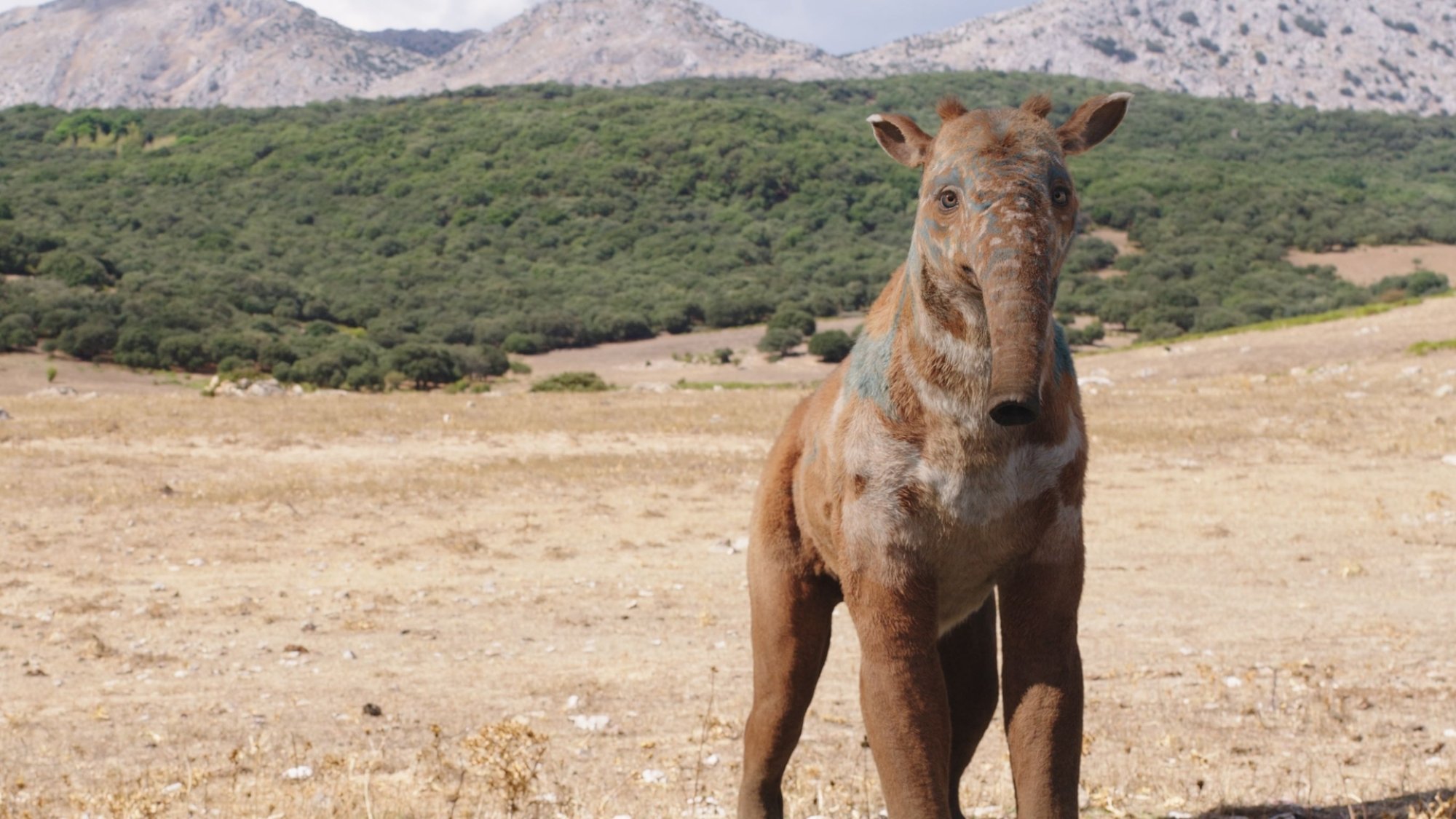 A furry four legged creature with a short trunk nose stands in a field of grass.
